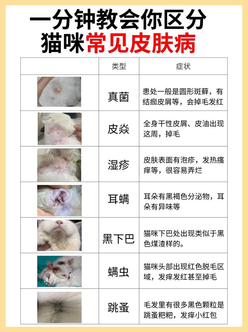 猫咪身上的痘痘问题，如何识别与治疗