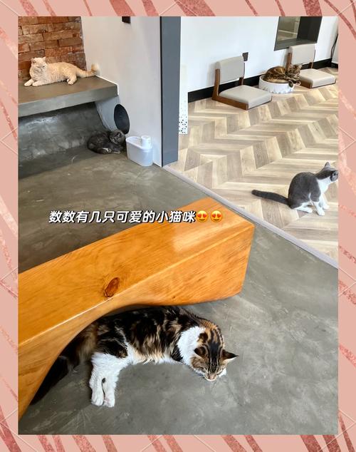 为爱宠打造最纯净的猫奴生活