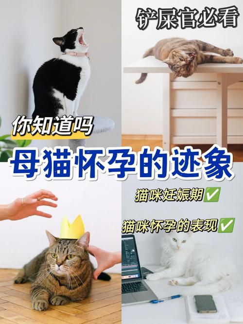 孕期猫咪的全面护理指南