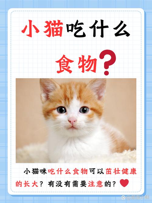 猫咪为何要吃钙粉？科学营养的重要性