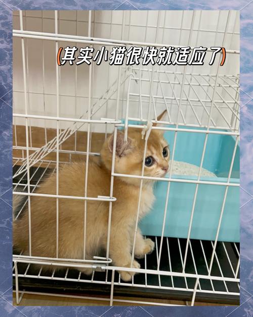 猫咪真的喜欢笼子吗？了解猫咪的喜好与需求