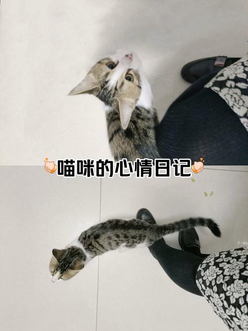 猫咪宠物牌寄语里的温馨故事