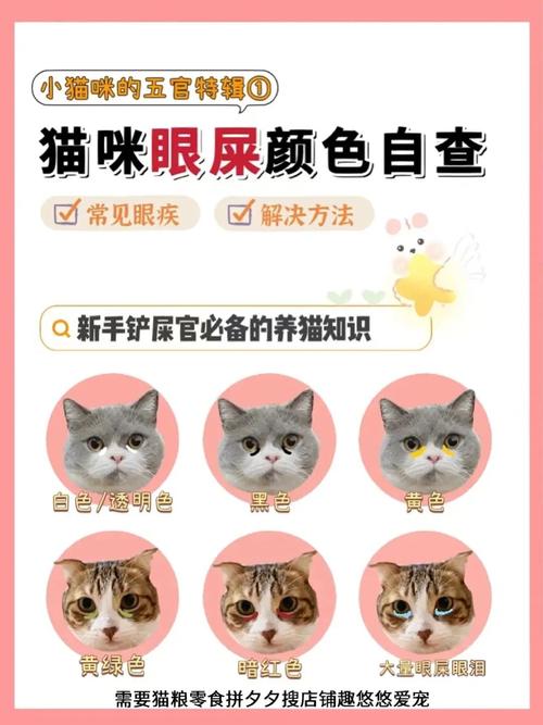 揭秘猫咪红眼屎背后的秘密