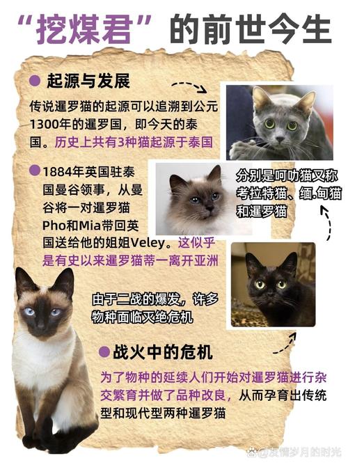 揭秘猫咪五大主要品种，从暹罗猫到波斯猫