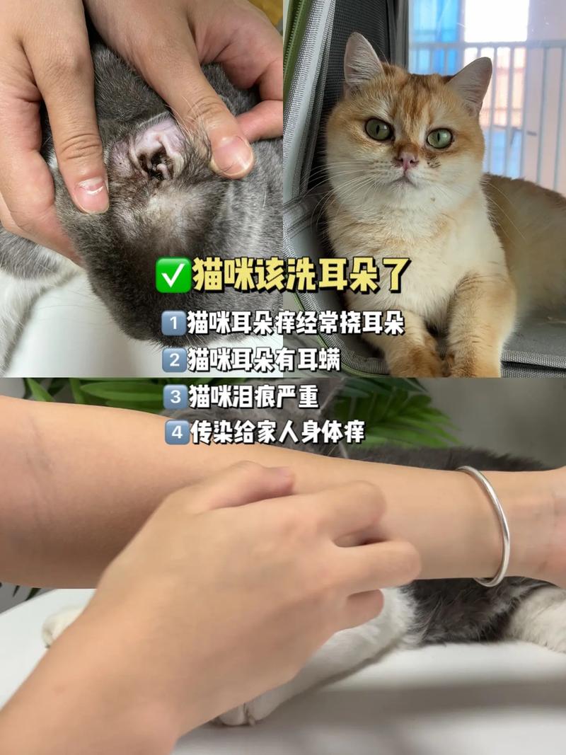 治愈猫咪耳朵痛，为你的毛茸伙伴进行一次专业的护理