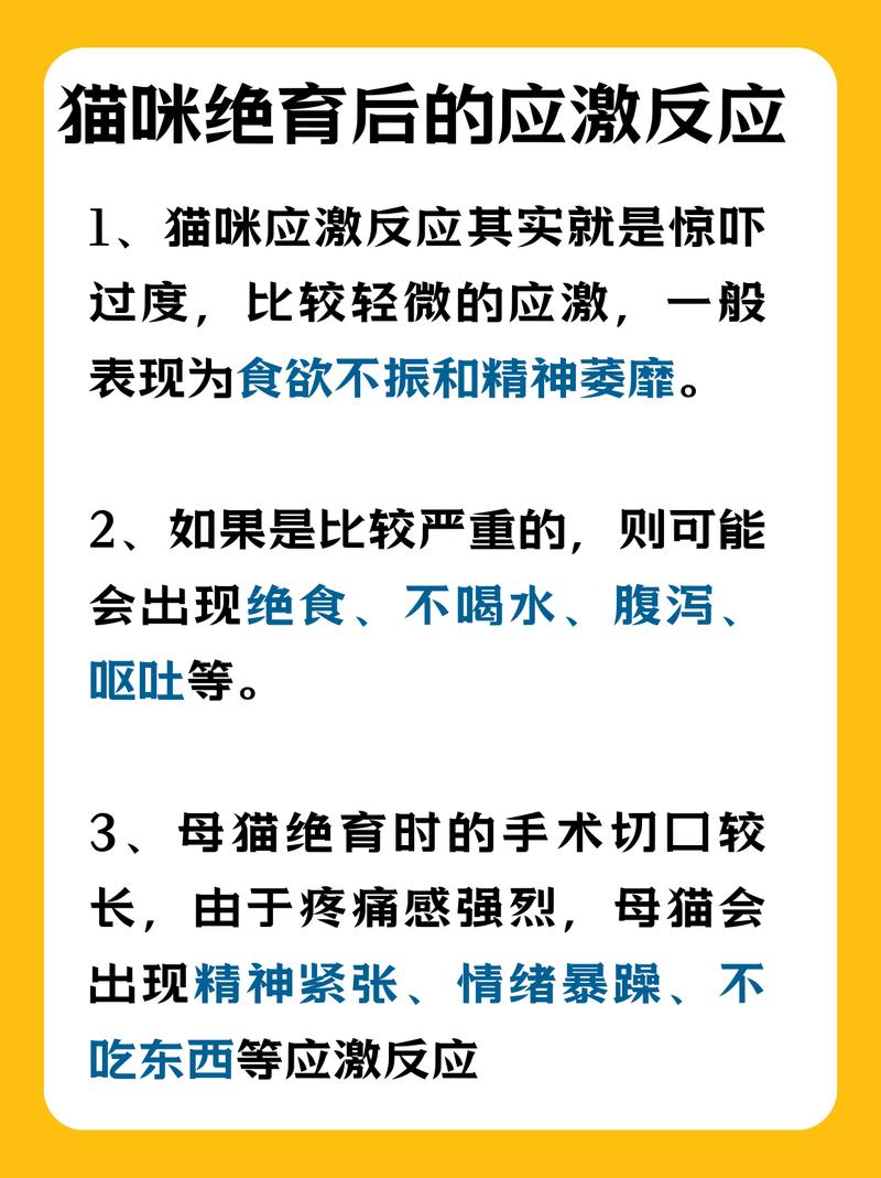 猫咪绝育后的常见反应及应对策略