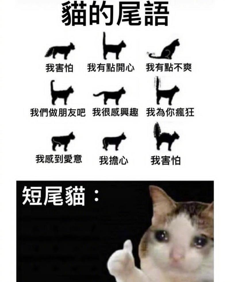 喵语里的秘密——解析猫咪呜呜声的多重含义