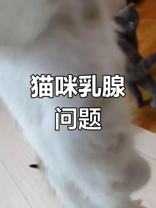 勇敢的小猫咪，面对乳腺炎的坚韧与爱