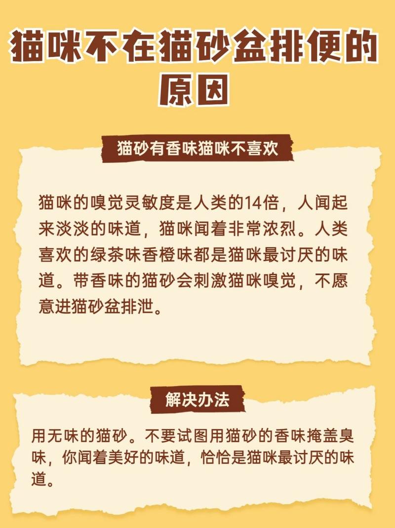 猫咪突然不吃猫砂？原因与应对策略全解析