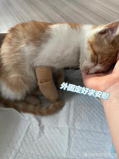 猫咪做骨折手术