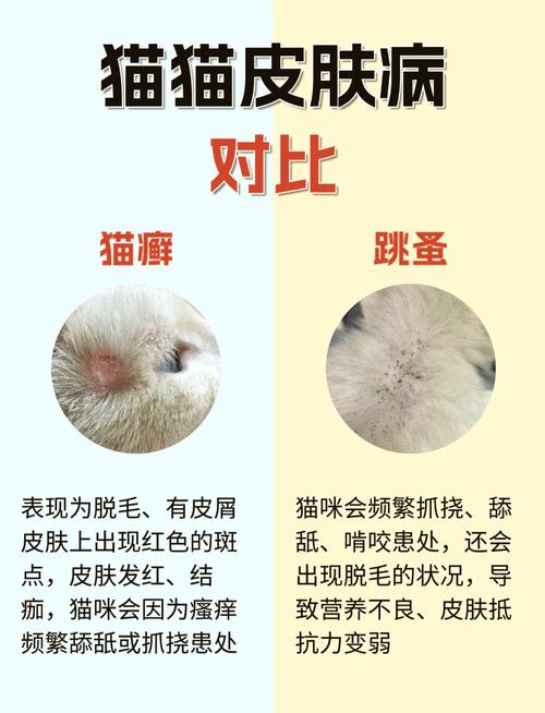 猫咪皮肤结痂，常见问题与应对策略