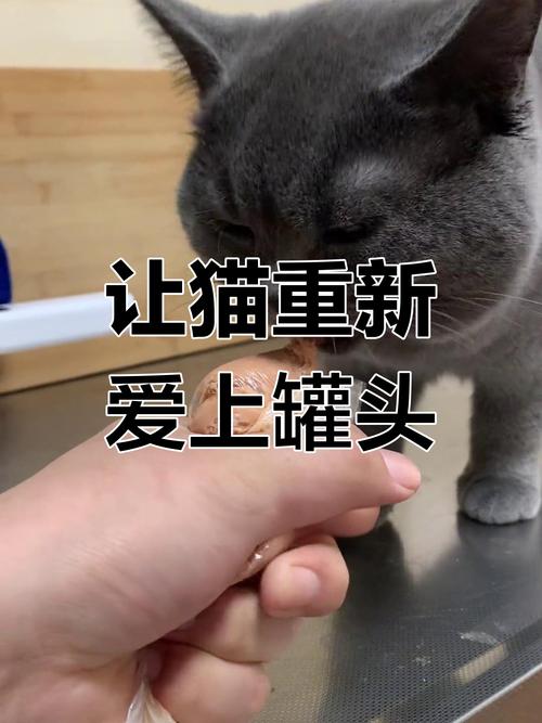 猫咪不吃罐头？揭秘原因与解决方法