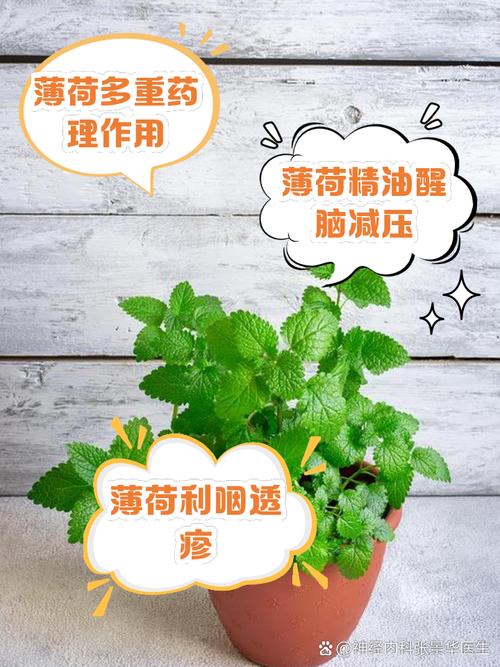 薄荷对猫咪而言，是天然的快乐因子还是潜在的危险？