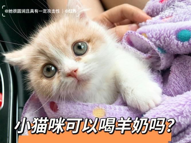 猫咪真的会偏爱羊奶吗？——一场关于误解的探索