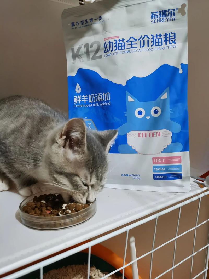 猫咪也有哮喘，如何关爱你的毛茸茸小宝贝