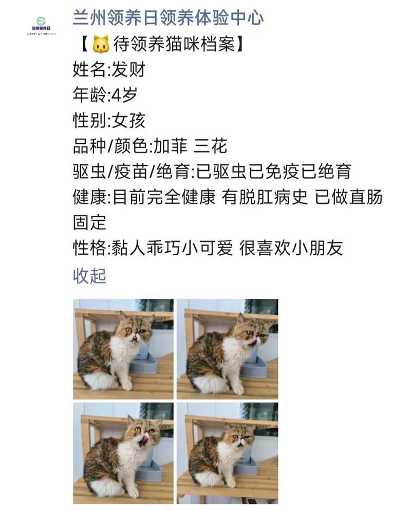 猫咪，你的最佳伴侣？从线上平台到线下领养，全面指南