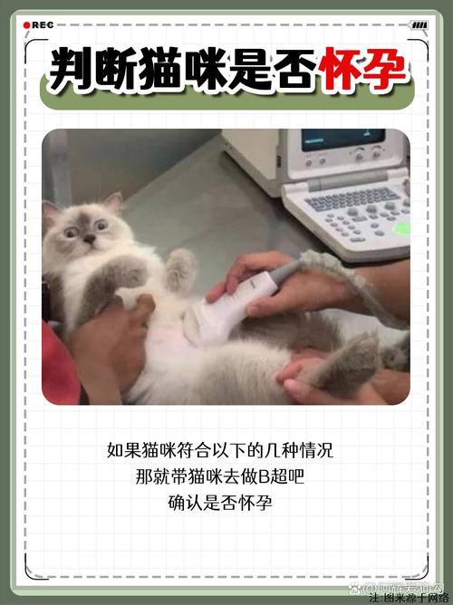 揭秘猫咪怀孕的征兆与识别方法