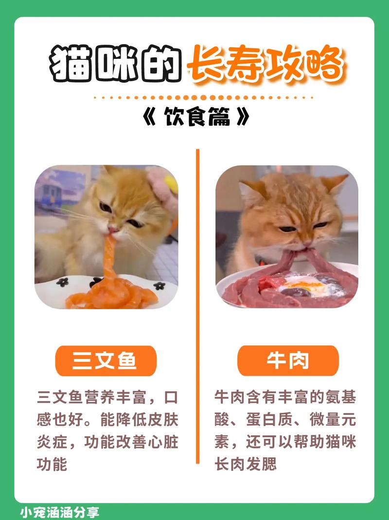 猫咪最佳喂食时间，科学饮食，健康快乐