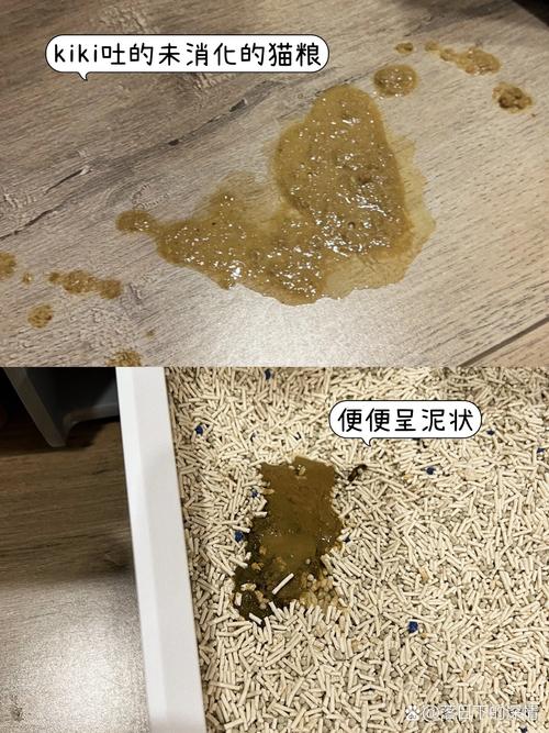 猫咪呕吐白色液体，可能是正常现象，也需警惕健康问题