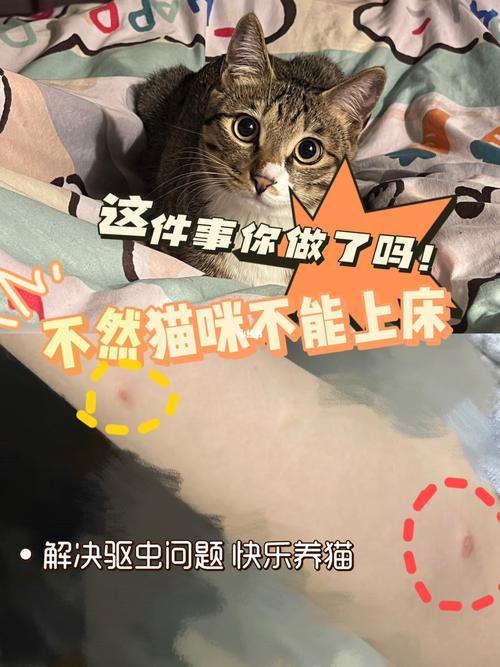 猫咪如何有效驱赶跳蚤——你的小猫成为跳蚤专家的秘诀