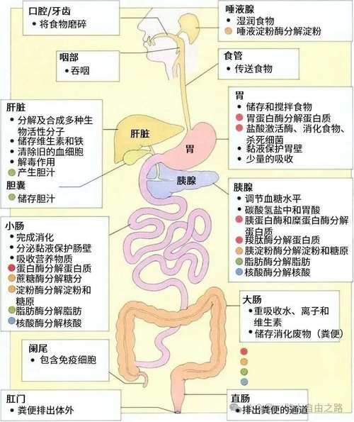 为何与营养无关？