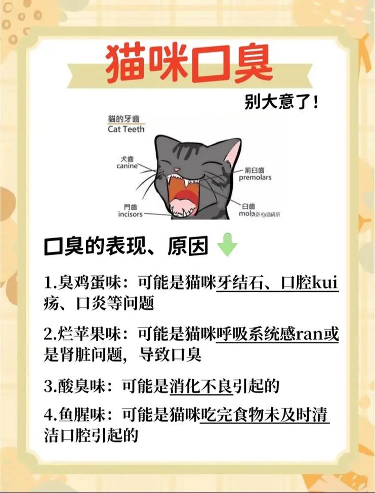 猫咪为何会口臭？了解与解决方法