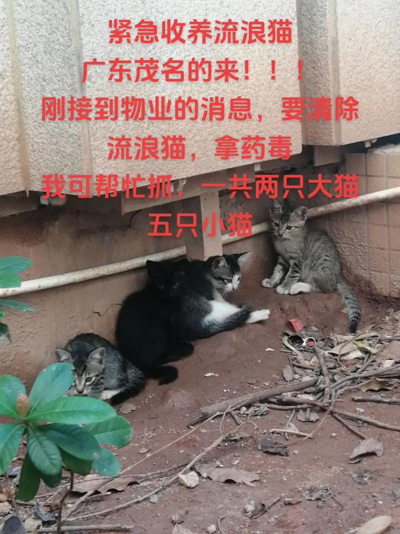 探索猫咪领养之道，遵循国际领养标准