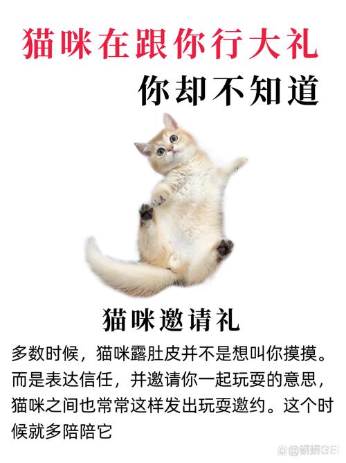 探索猫咪世界，你可能未曾了解的有趣事实