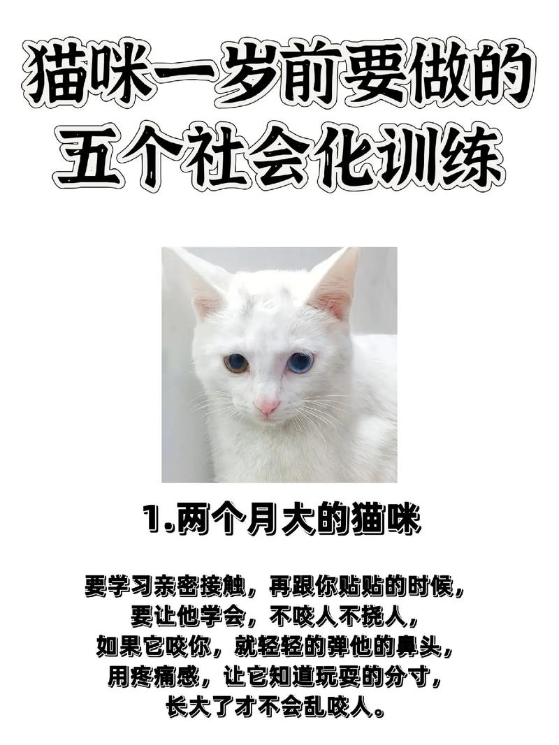 猫咪真的好训练吗？探索与理解