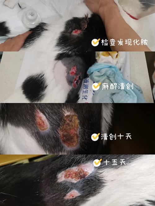 温馨疗愈，如何帮助猫咪从脚部烫伤中恢复