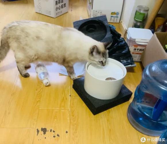 喵星人聚会——猫咪对饮水的误解与重视