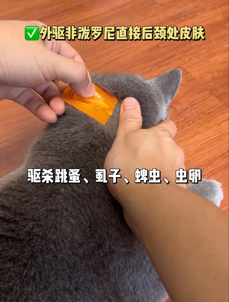 科学喂养猫咪，守护毛孩子健康——了解驱虫的正确方法