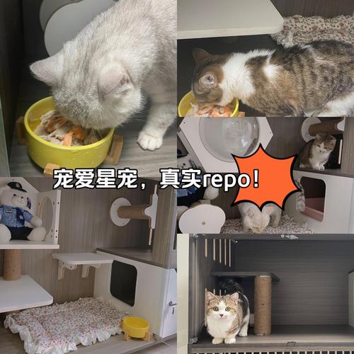 异乡流浪猫的温暖归宿——成都寄养猫咪的故事