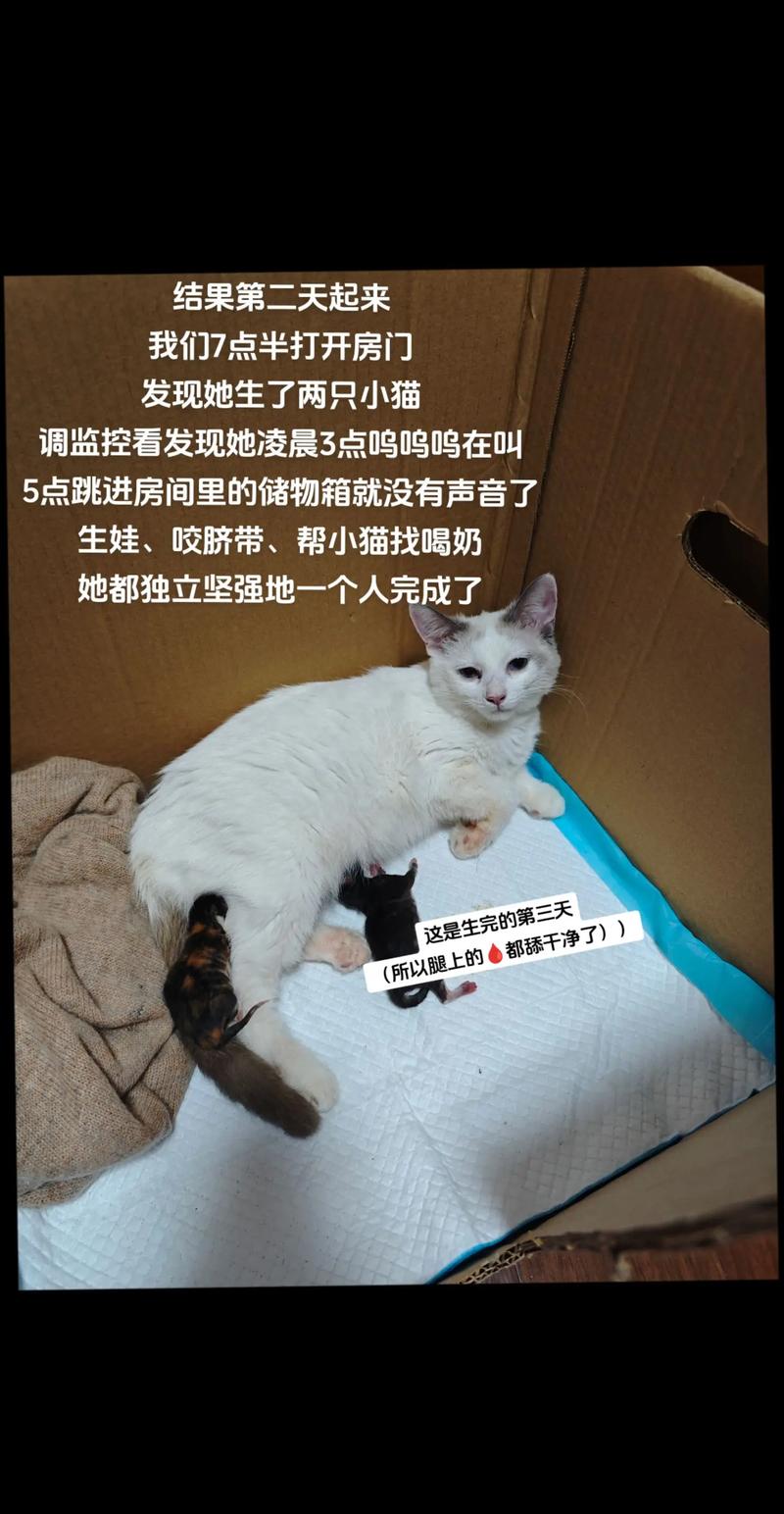 揭秘猫咪怀孕的神奇周期——从受孕到新生的七天奇迹