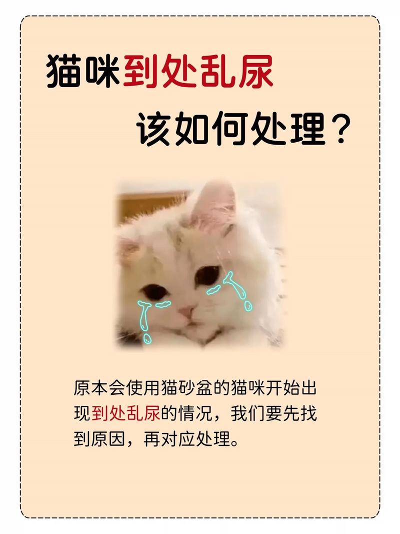 猫咪上不出厕所？如何应对猫咪排泄难题