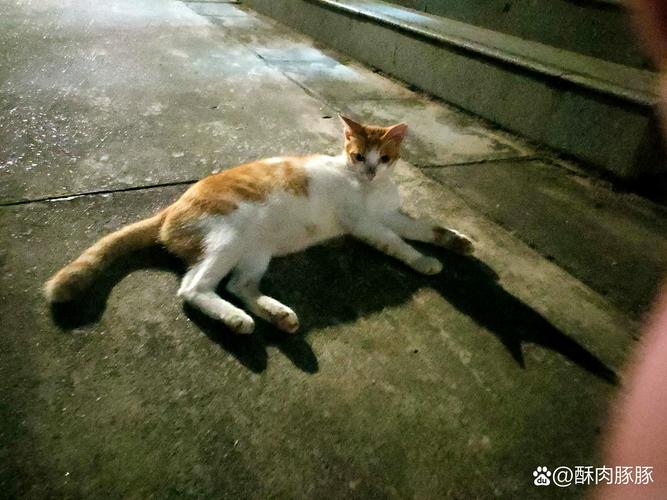 为什么猫咪的屁股会发红？揭秘猫咪健康的小秘密