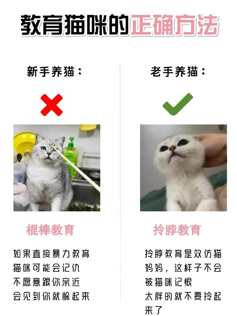 猫咪无需天天洗浴——养护猫咪的科学方法