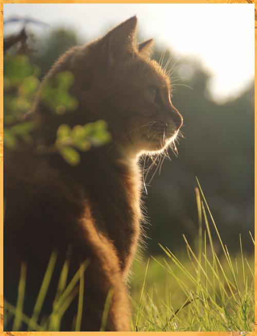 从猫咪多少岁看宠物与主人共度的岁月