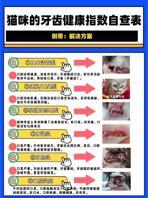 猫咪口臭，揭秘与预防