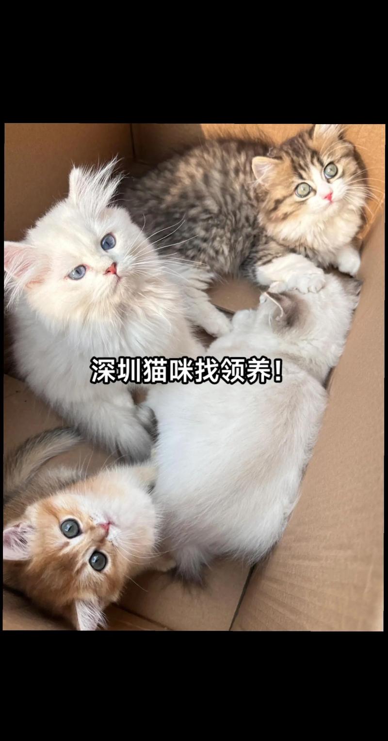 温馨选择，如何成功进行正规领养猫咪