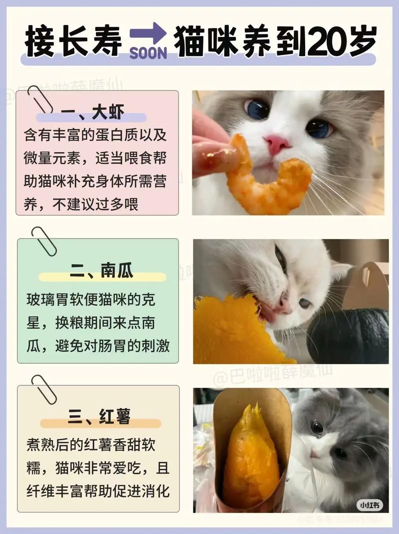 猫咪的日常饮食指南，如何为毛孩子提供科学营养