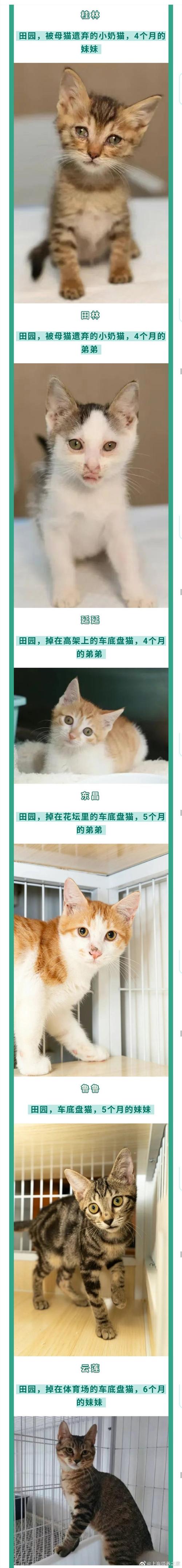 喵遇美好——上海猫咪领养日