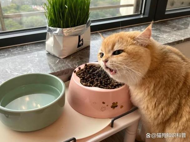 猫咪挑食问题大揭秘，如何为它制定合适的饮食计划